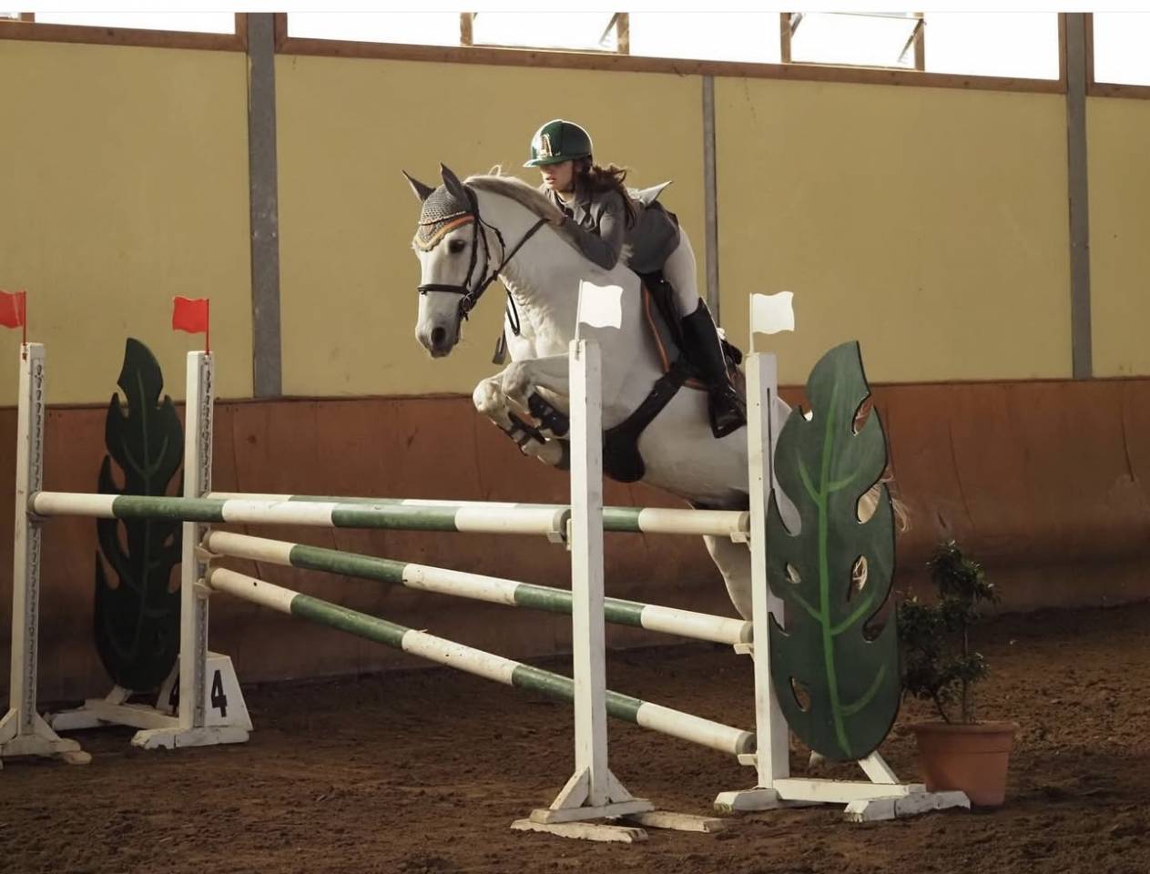 Gelding Connemara For sale 2012 Grey