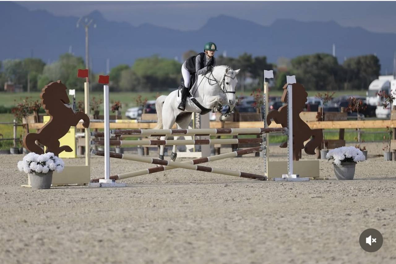 Gelding Connemara For sale 2012 Grey