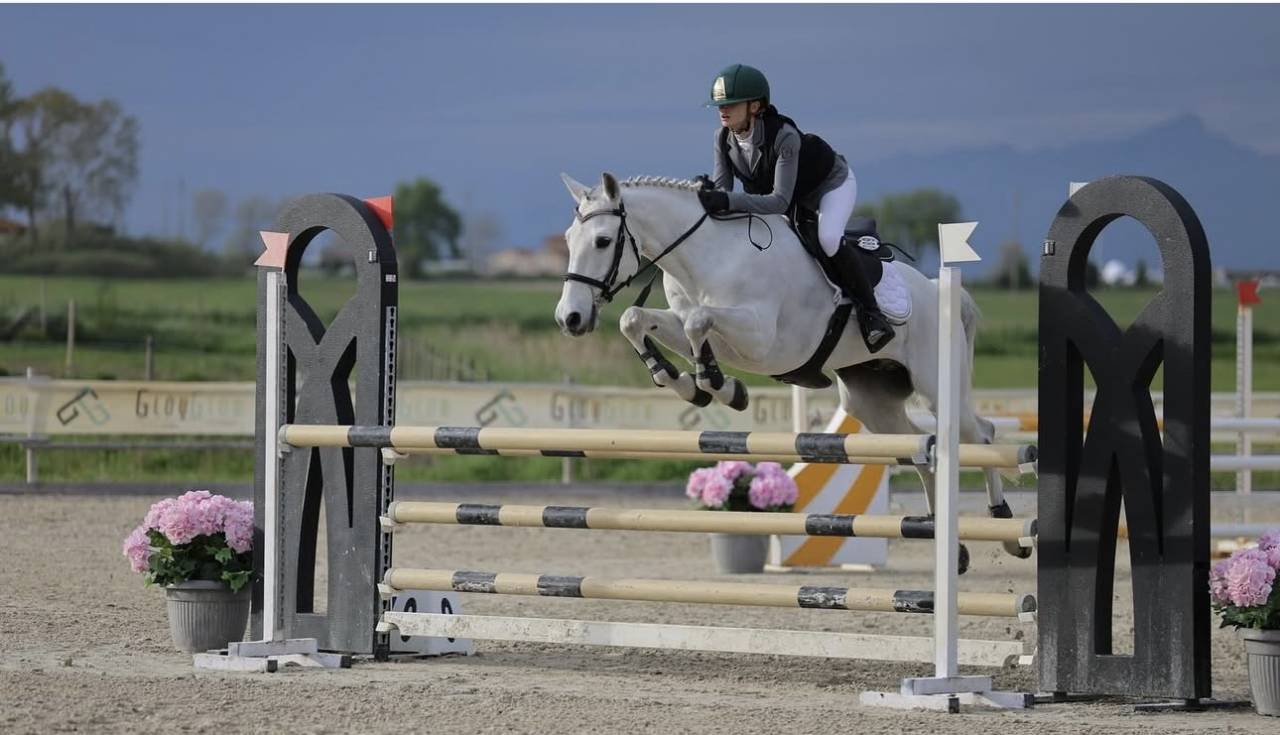 Gelding Connemara For sale 2012 Grey