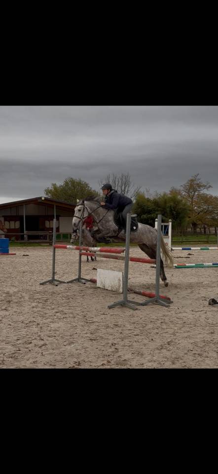 Mare New Forest For sale 2020 Grey