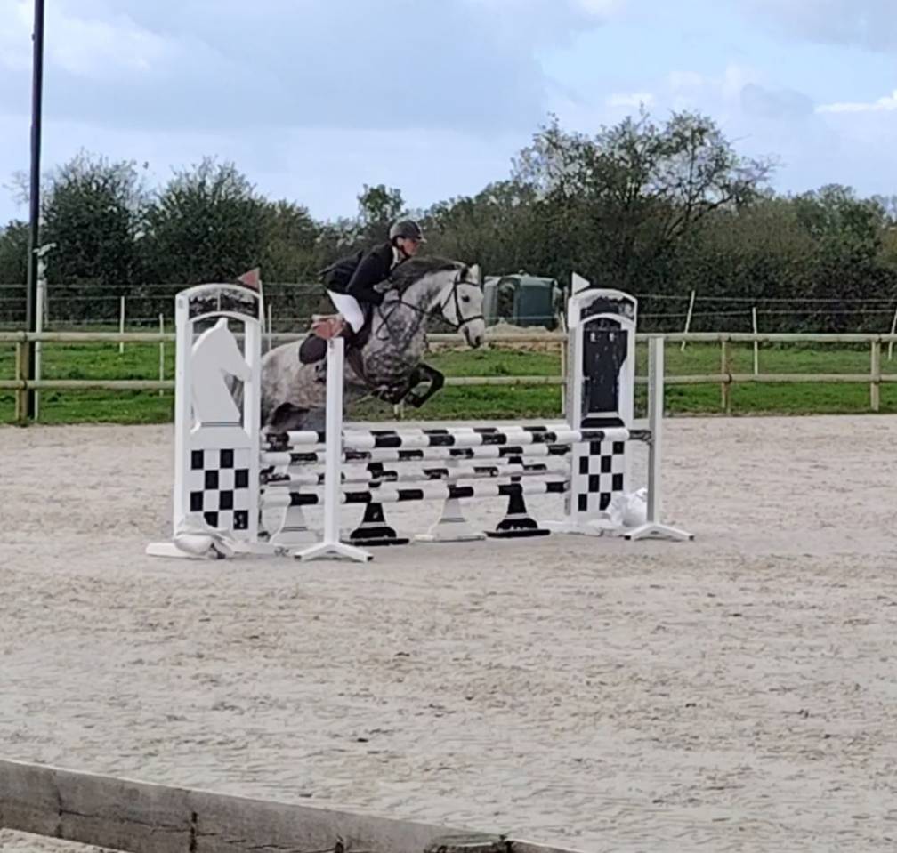 Mare New Forest For sale 2020 Grey