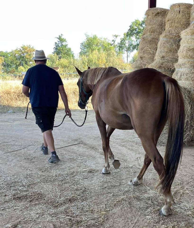 Mare Selle Français For sale 2020 Chesnut