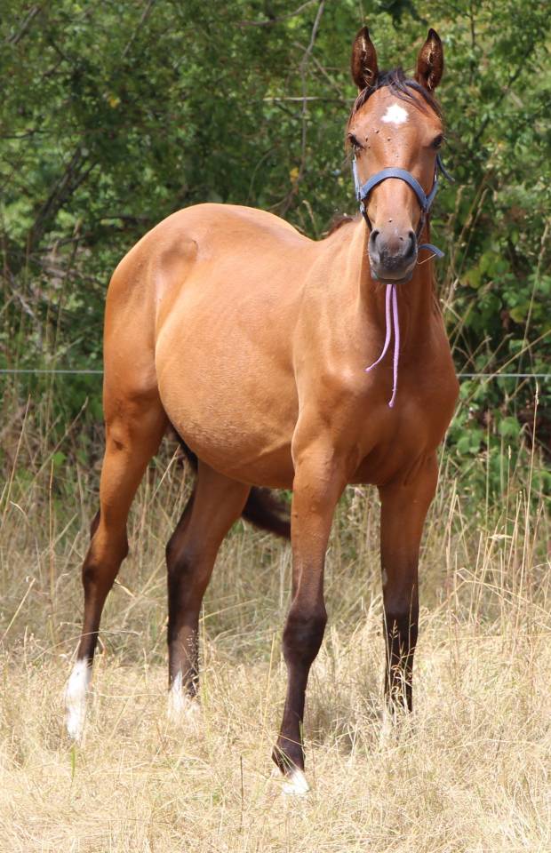 Filly Selle Français For sale 2024 Bay