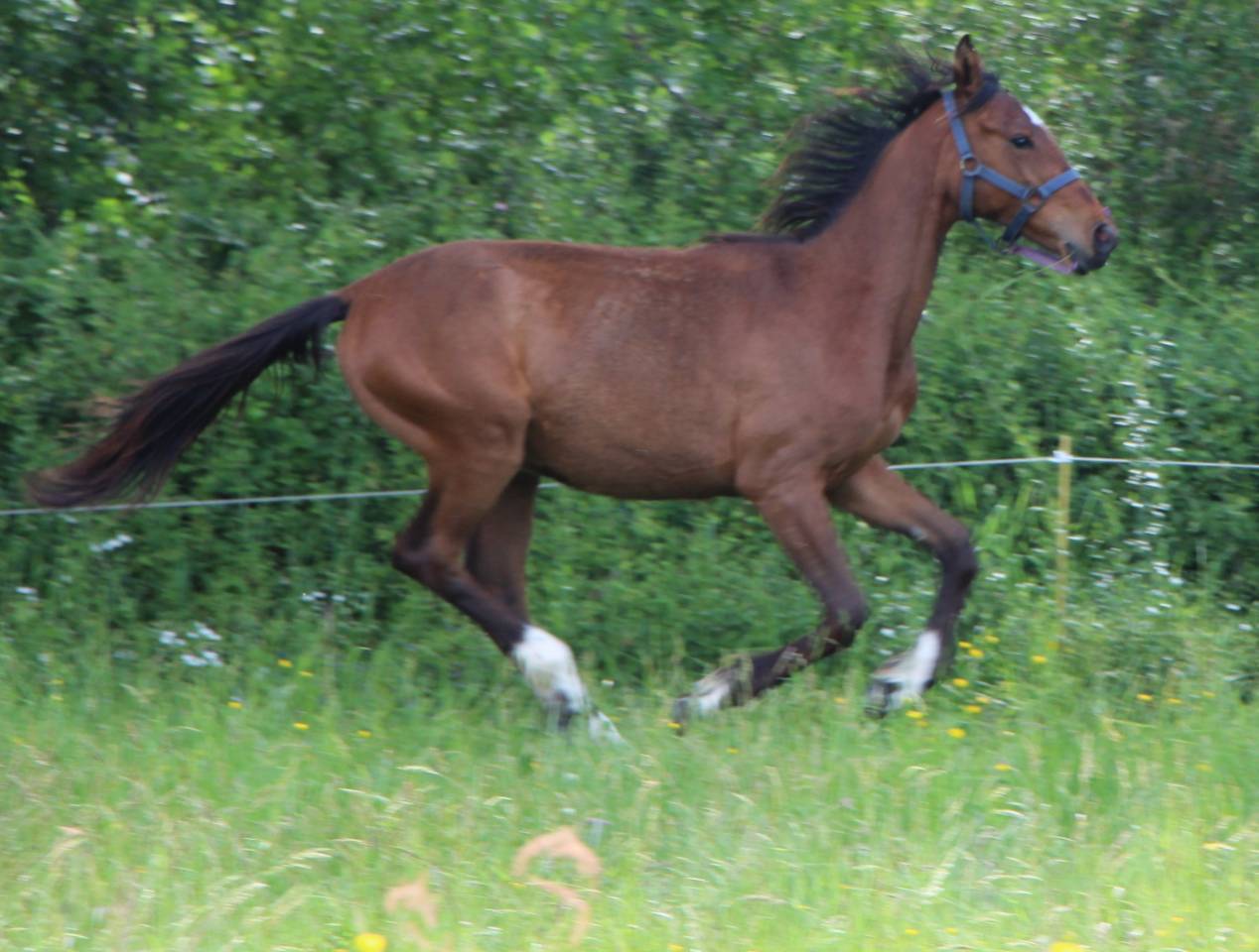 Filly Selle Français For sale 2024 Bay
