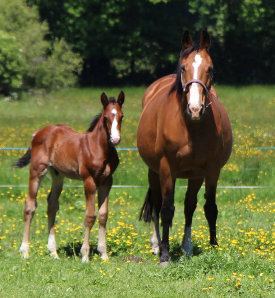 Colt Selle Français For sale 2025 Bay