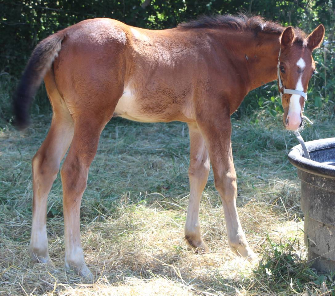 Colt Selle Français For sale 2025 Bay