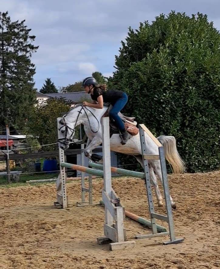 Mare Welsh Pony (Section C) For sale 2019 Grey
