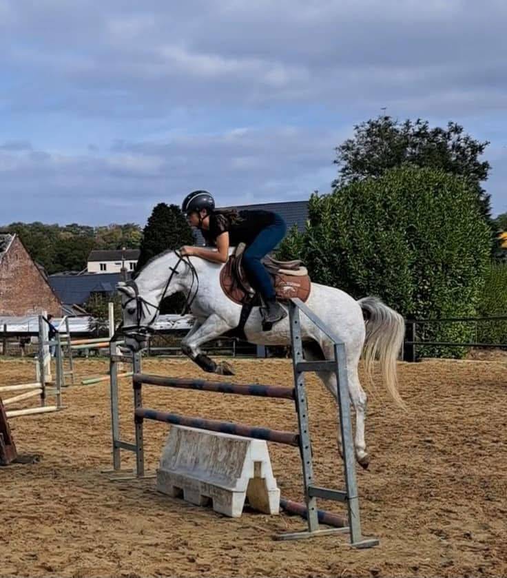 Mare Welsh Pony (Section C) For sale 2019 Grey