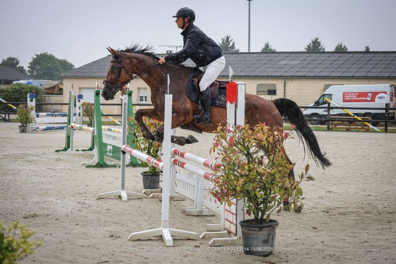 Mare Selle Français For sale 2020 Bay