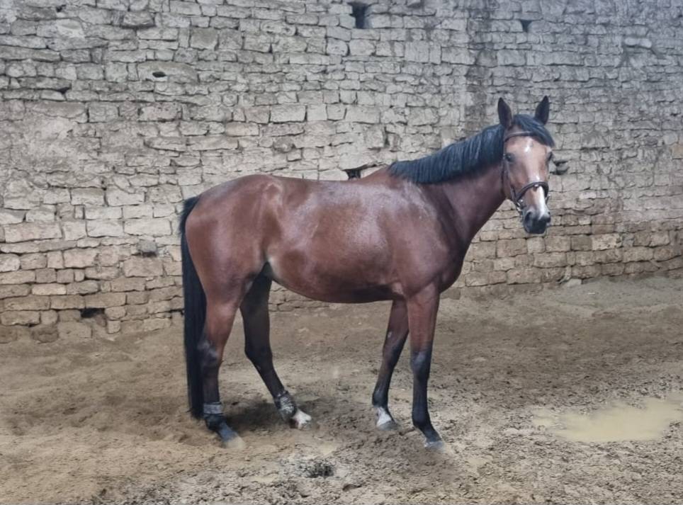 Mare Selle Français For sale 2020 Bay