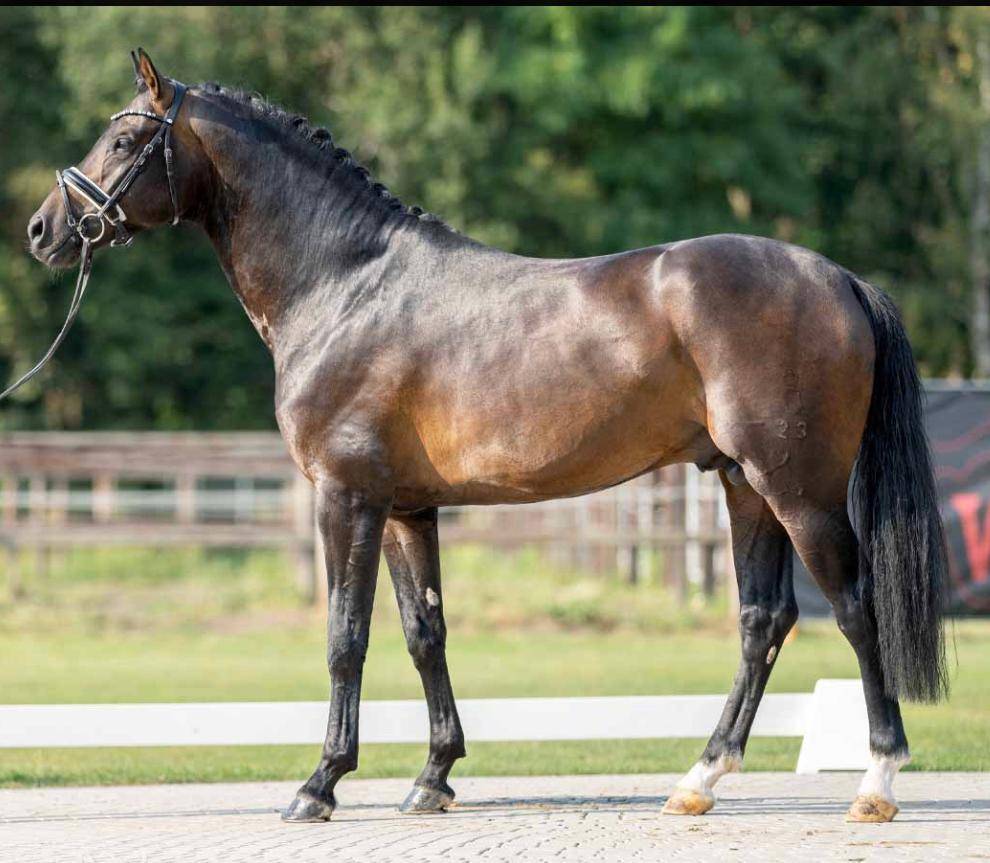 Stallion Oldenburg For sale 2018 Bay