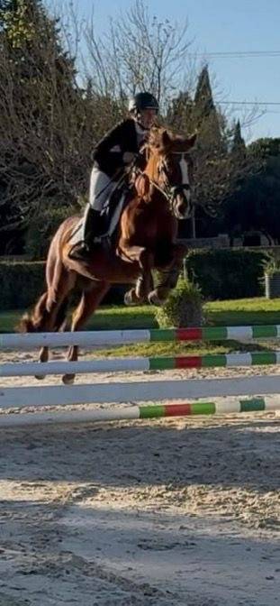 Entire Connemara For sale 2021 Chesnut