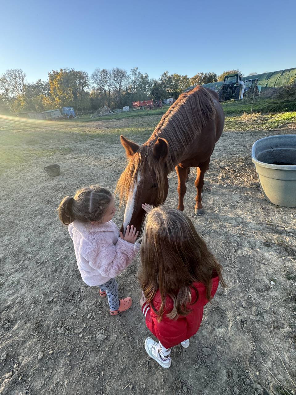 Entire Connemara For sale 2021 Chesnut