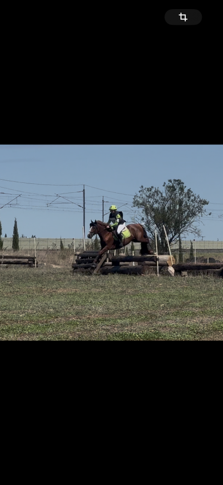 Entire Connemara For sale 2021 Chesnut