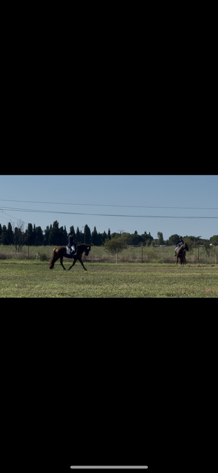 Entire Connemara For sale 2021 Chesnut