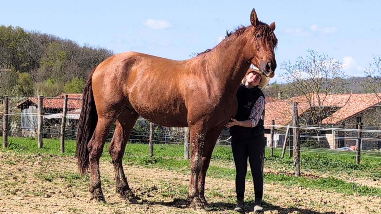 Entire PRE Pure Spanish Bred For sale 2022 Chesnut