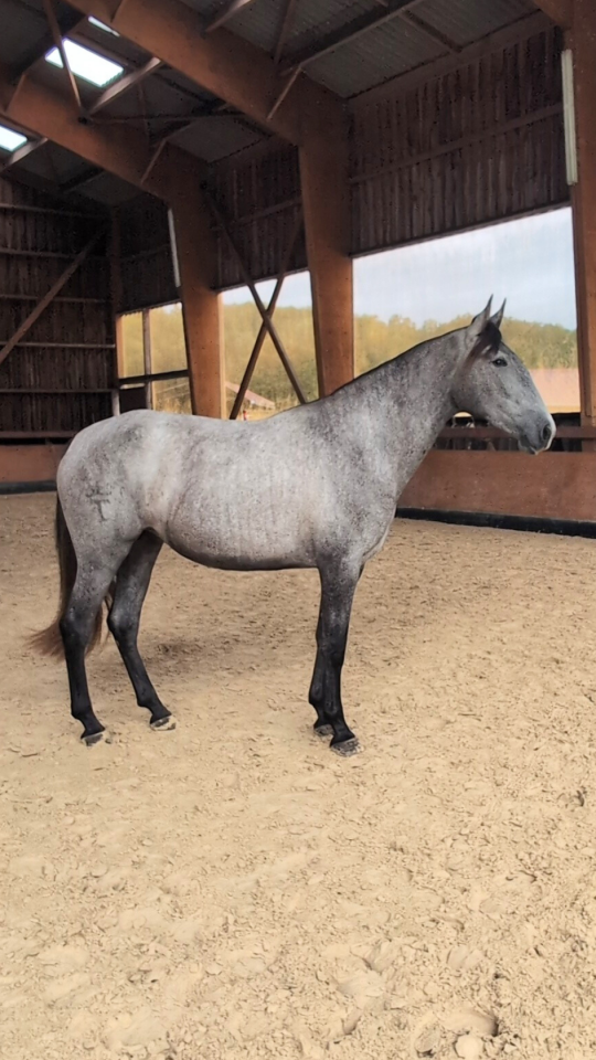 Mare PRE Pure Spanish Bred For sale 2022 Grey