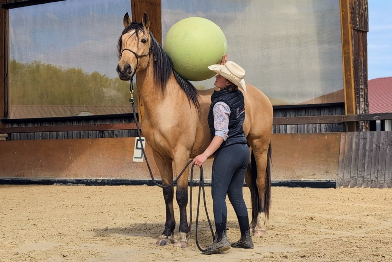 Gelding PRE Pure Spanish Bred For sale 2021 Buckskin