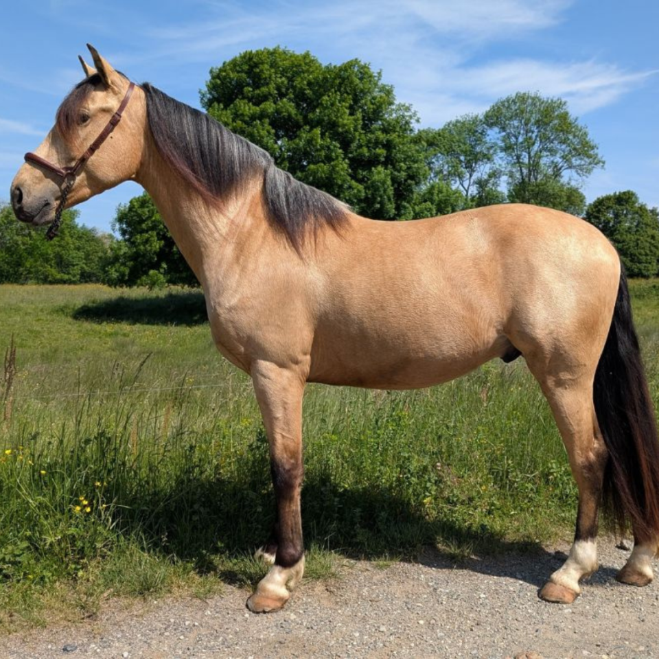 Gelding PRE Pure Spanish Bred For sale 2021 Buckskin