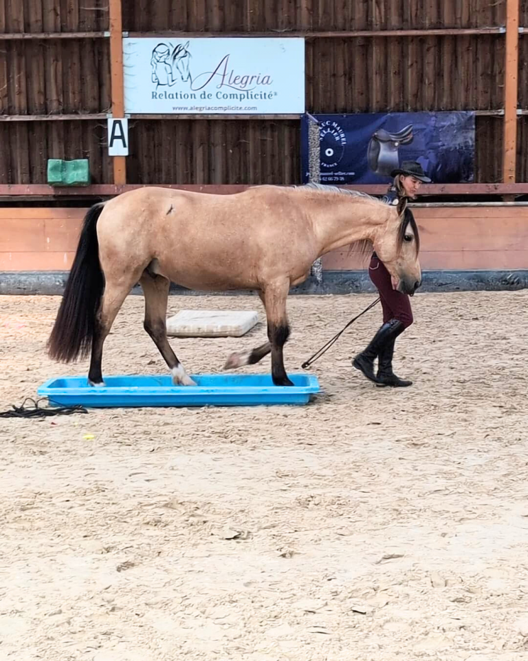 Gelding PRE Pure Spanish Bred For sale 2021 Buckskin
