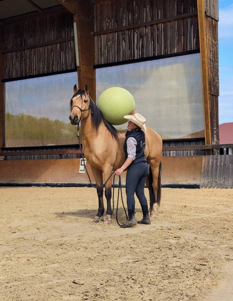 Gelding PRE Pure Spanish Bred For sale 2021 Buckskin