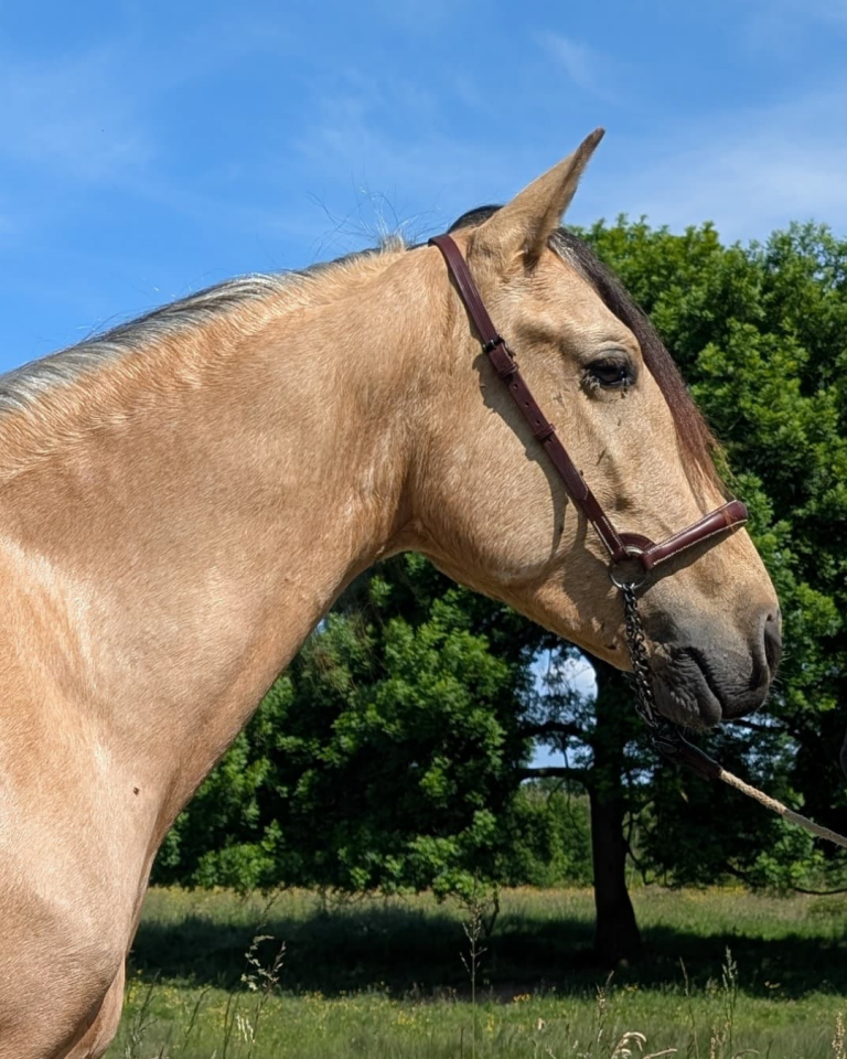 Gelding PRE Pure Spanish Bred For sale 2021 Buckskin