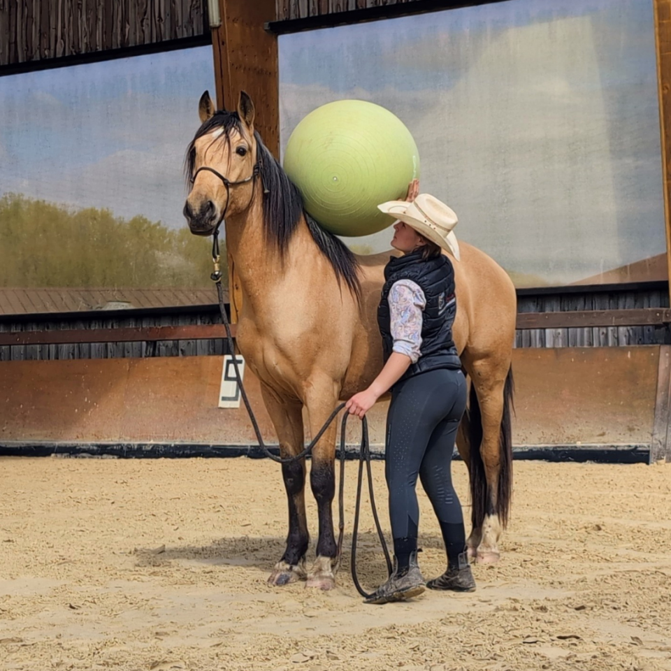 Gelding PRE Pure Spanish Bred For sale 2021 Buckskin