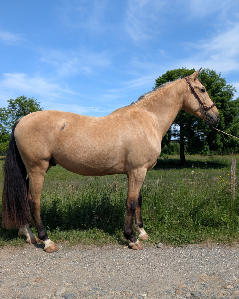 Gelding PRE Pure Spanish Bred For sale 2021 Buckskin