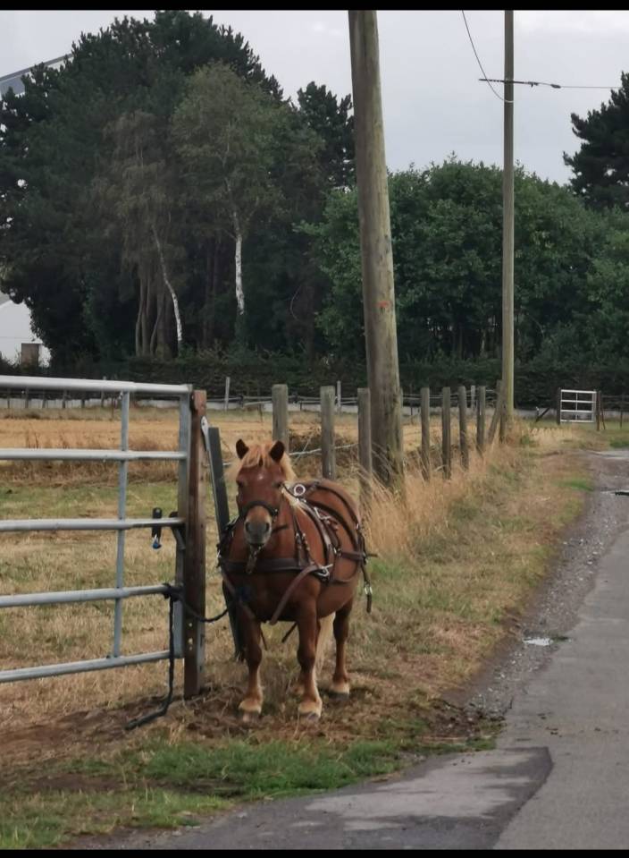 Gelding Shetland Pony For sale 2010 Chesnut