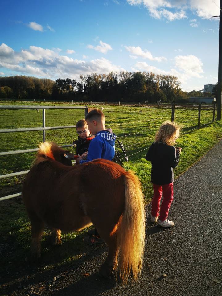 Gelding Shetland Pony For sale 2010 Chesnut