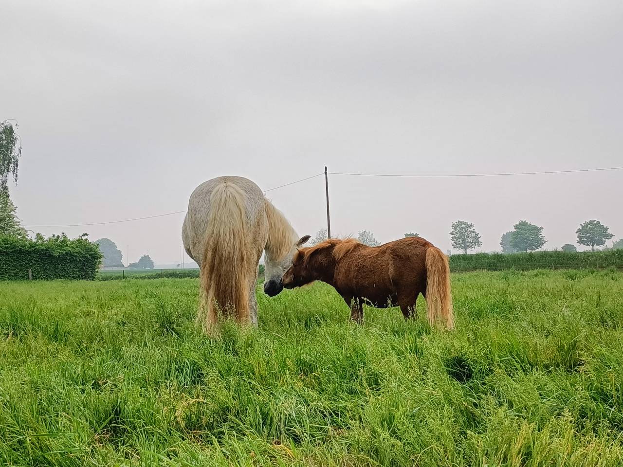 Gelding Shetland Pony For sale 2010 Chesnut
