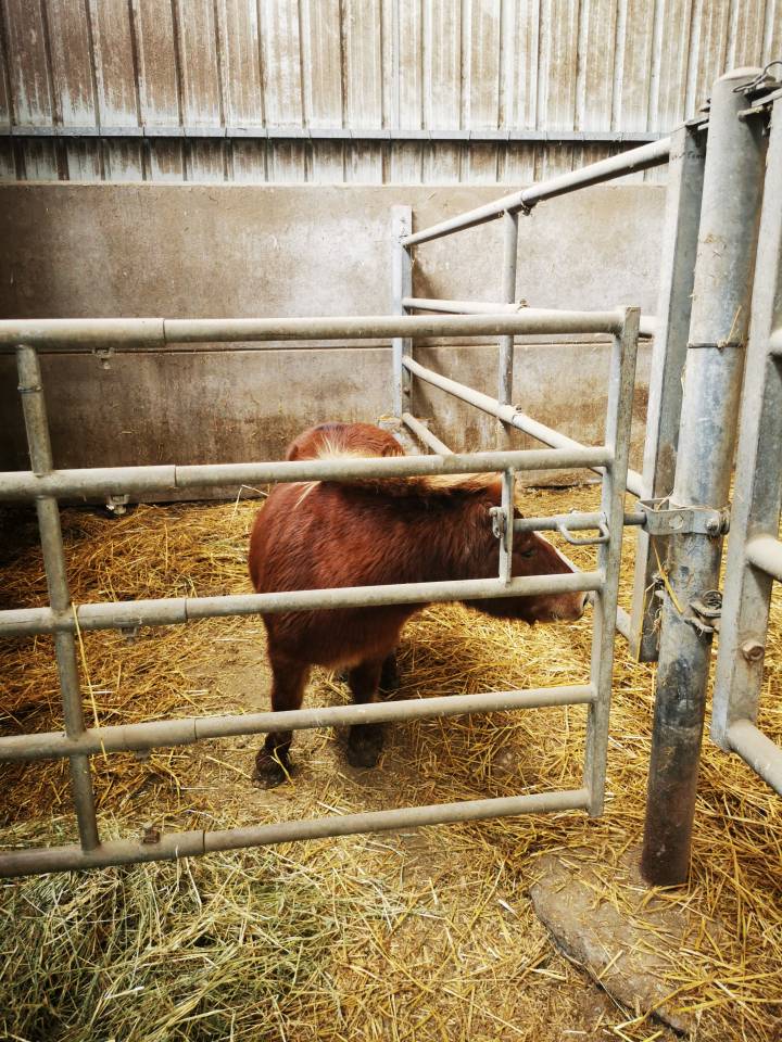 Gelding Shetland Pony For sale 2010 Chesnut