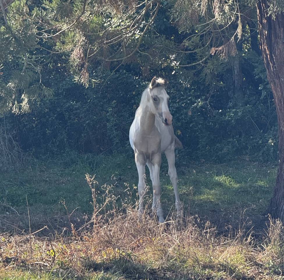 Colt French Saddle Pony For sale 2025 Coloured