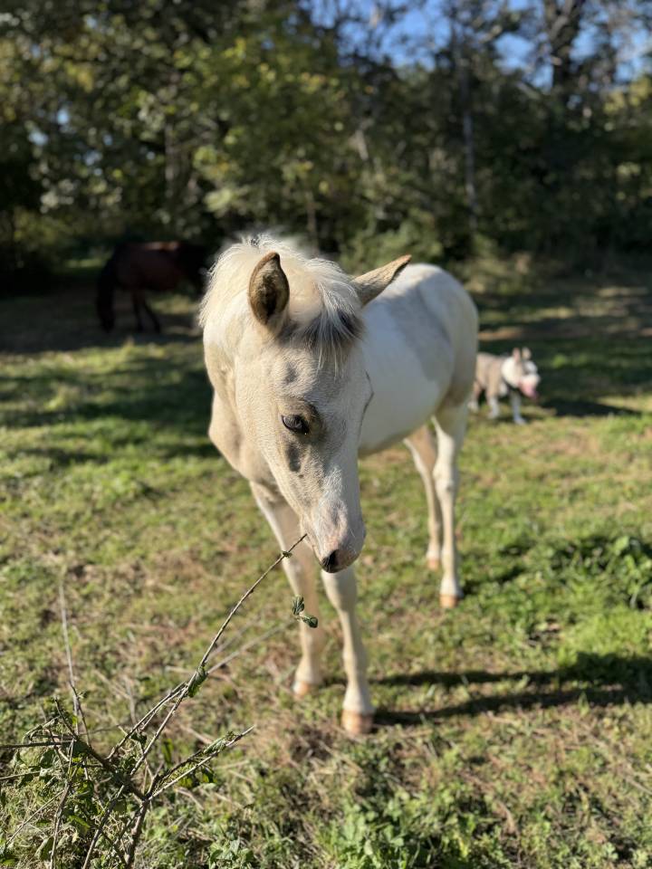 Colt French Saddle Pony For sale 2025 Coloured