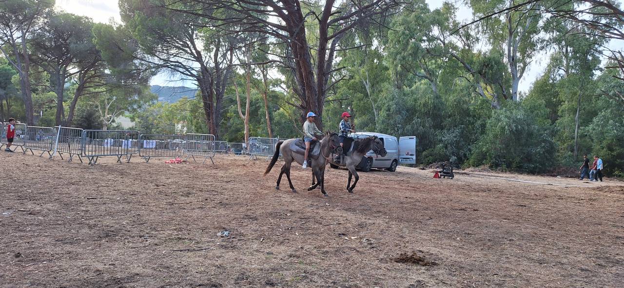 Mare Other Pony Breed For sale 2024 Grullo