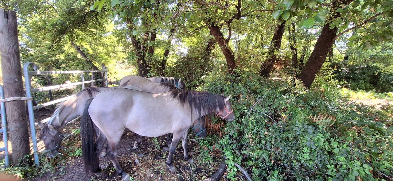 Mare Other Pony Breed For sale 2024 Grullo