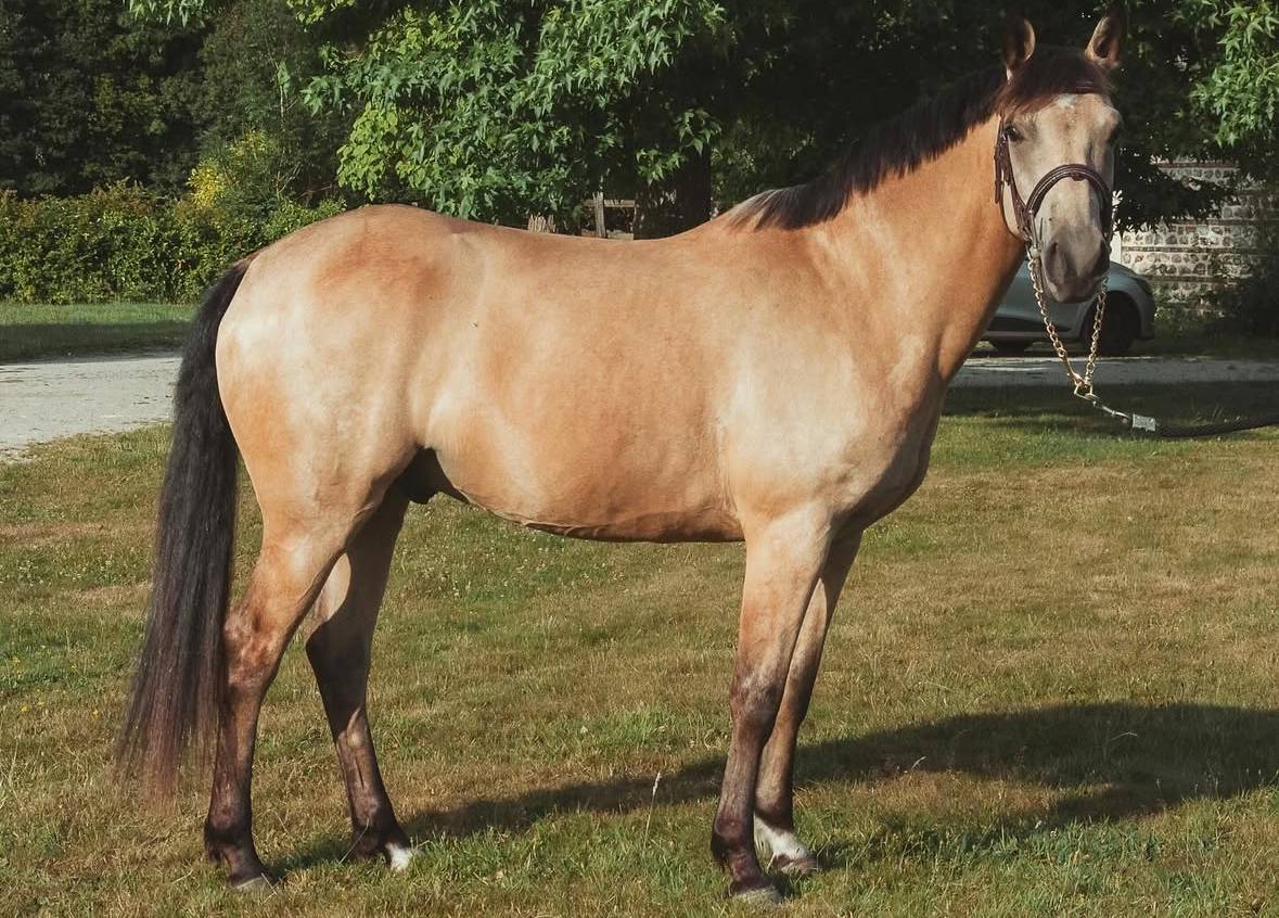 Gelding French Saddle Pony For sale 2017 Buckskin