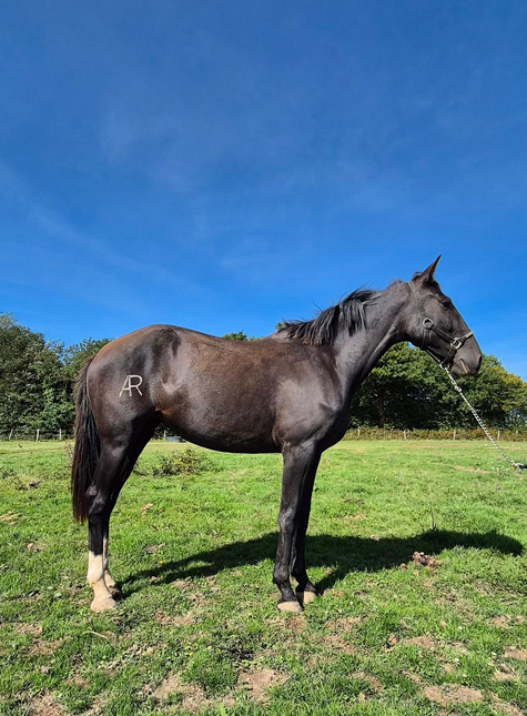Mare PRE Pure Spanish Bred For sale 2023 Black