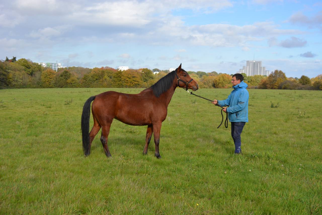 Mare Origin Recorded For sale 2021 Bay