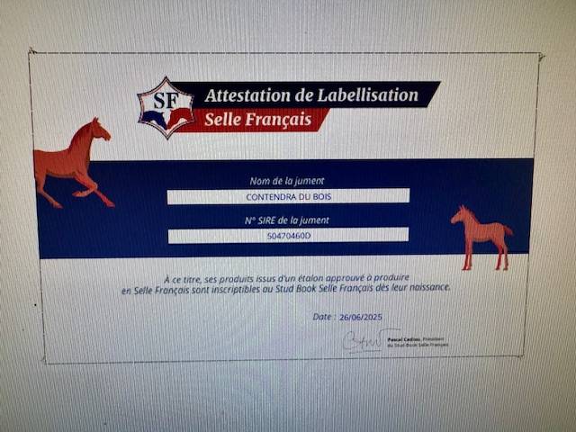 Broodmare Hanoverian For sale 2019 Dark Bay