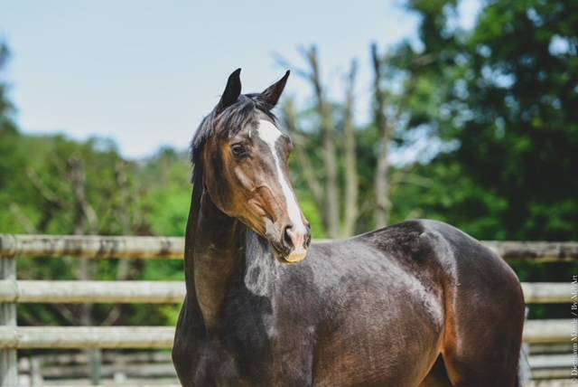 Broodmare Hanoverian For sale 2019 Dark Bay