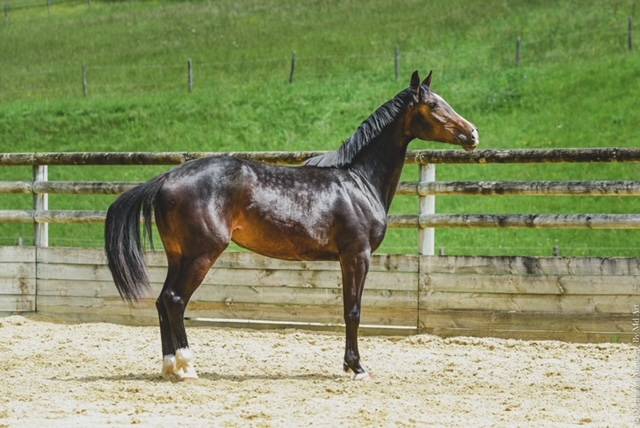 Broodmare Hanoverian For sale 2019 Dark Bay