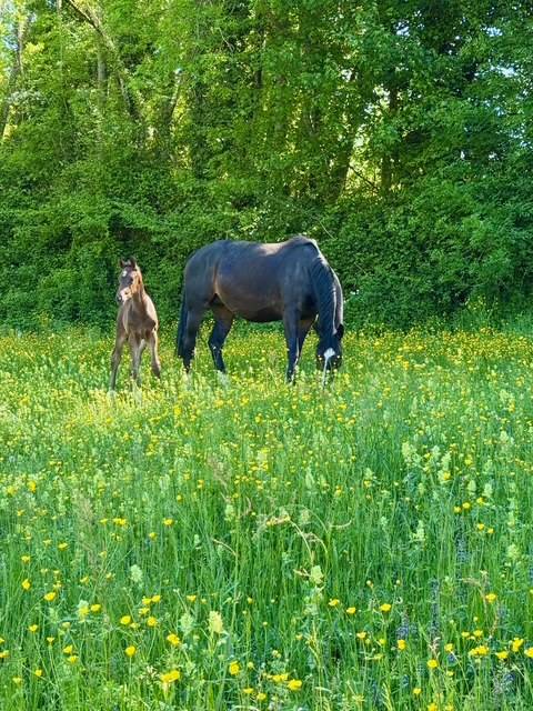 Broodmare Hanoverian For sale 2019 Dark Bay