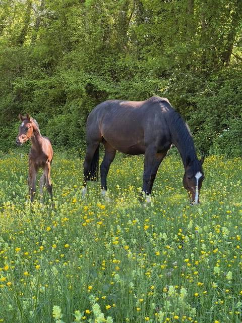 Broodmare Hanoverian For sale 2019 Dark Bay