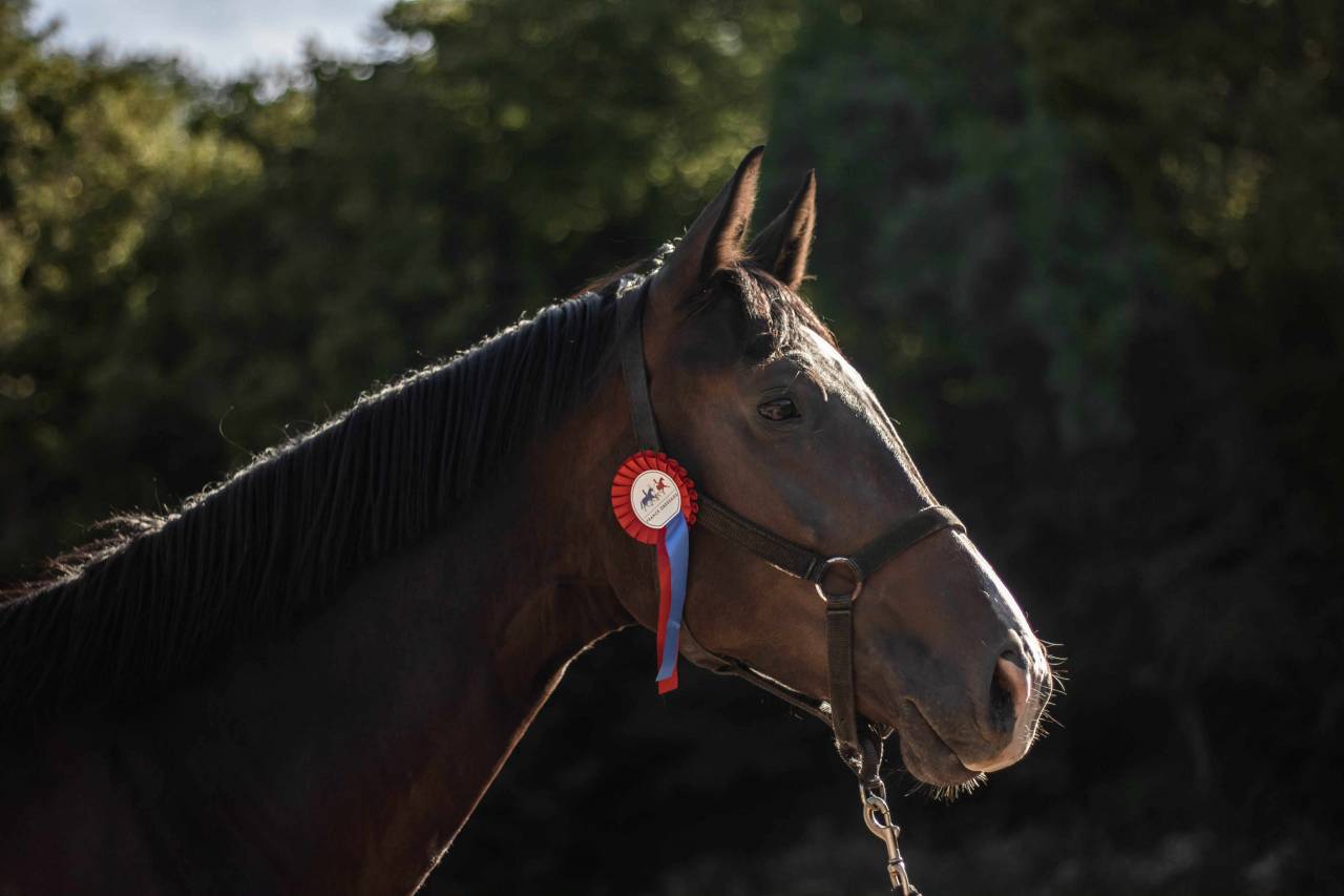 Broodmare Hanoverian For sale 2019 Dark Bay