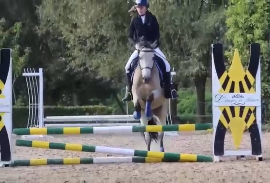 Mare Belgian Riding Pony For sale 2018 Buckskin