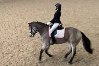Mare Belgian Riding Pony For sale 2018 Buckskin