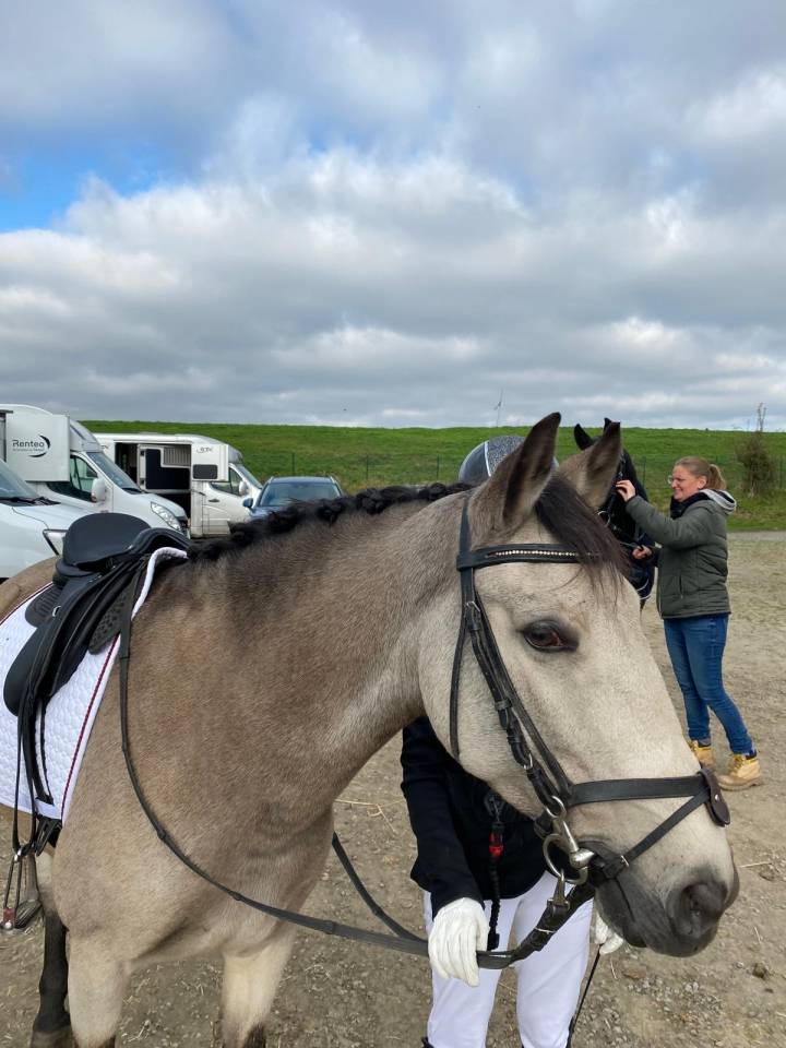 Mare Belgian Riding Pony For sale 2018 Buckskin