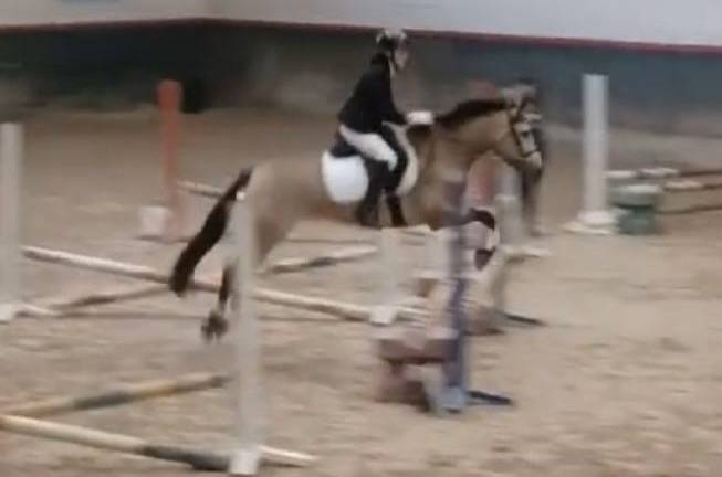 Mare Belgian Riding Pony For sale 2018 Buckskin