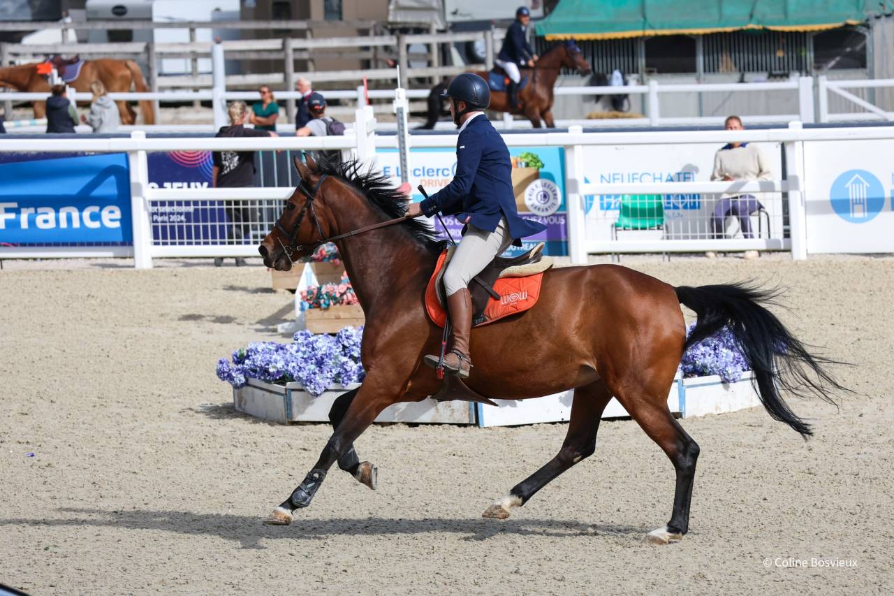 Mare KWPN Dutch Warmblood For sale 2014 Bay